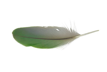 feather on white background 