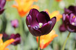La magia del tulipano nero