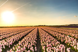 Fototapeta Tulipany - Beautiful view in Holland