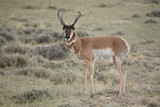 Fototapeta Sawanna - Wyoming Antelope