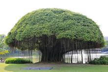 Big Banyan Tree Near The Lake.