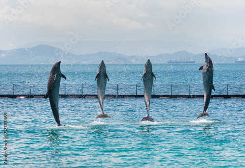 Plakat cztery delfiny z nosem w nosie wydobywające się z morza