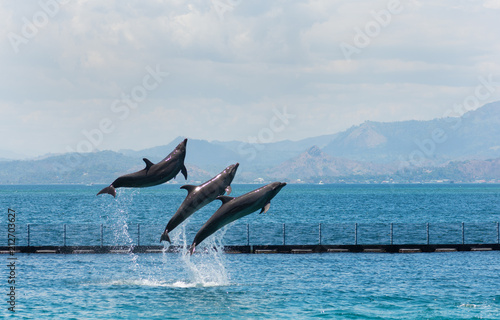 Plakat trzy latające delfiny z nosem w nosie