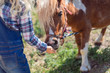 © LIGHTFIELD STUDIOS - cropped image of kid feeding cute pony at farm