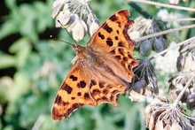 Close-up Of Comma Butterfly Polygonia C-album