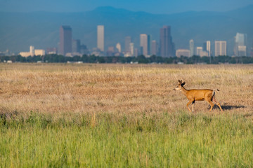 white-tailed deer buck and denver skyline
