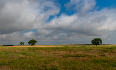 Trees on the Vast Open Prairie