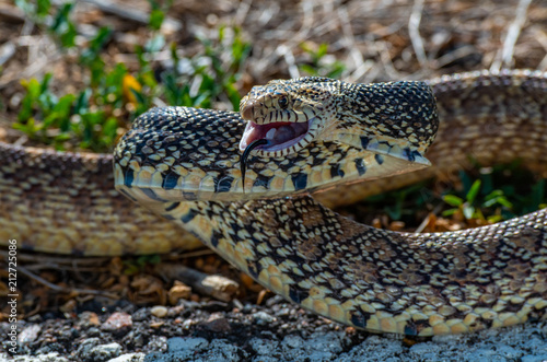 Fotografie, Tablou A Threatened Bull Snake in Attack/Strike Pose