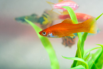 Little red fish with green plant in fish tank or aquarium underwater life.