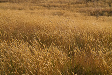 Wavy Field Of Arid, Brown And Faded Grass, Mainly Sweet Vernal Grass, Also Known As Buffalo Grass
