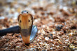 Dangerous venomous snakes..Cobra young snake spreading the hood     .and facing to the enemy, front view.