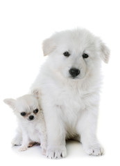 Poster - puppy White Swiss Shepherd Dog and puppy chihuahua