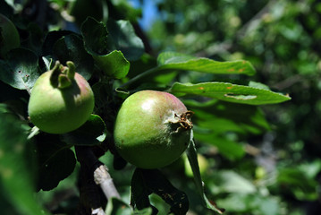 Branches with unripe green apples, close up detail, soft green blurry leaves background