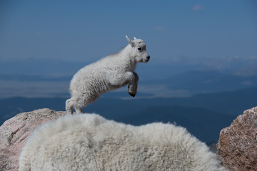 An Adorable Baby Mountain Goat Lamb