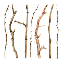 Watercolor Hand Drawn Set Of Dry Tree Branches