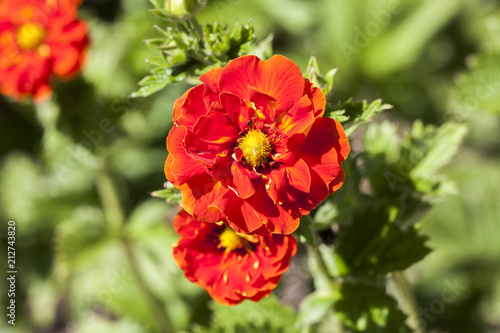 Fotografering Potentilla 'William Rollison' a springtime summer red flower small shrub commonl
