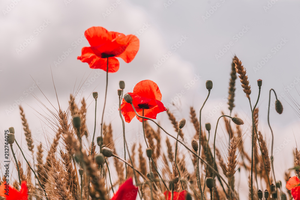 red poppies field golden spikelets wheat agroculture - obrazy, fototapety, plakaty 