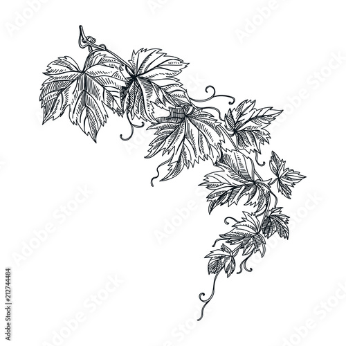 Fotomural vector hand drawn grapevine Illustration