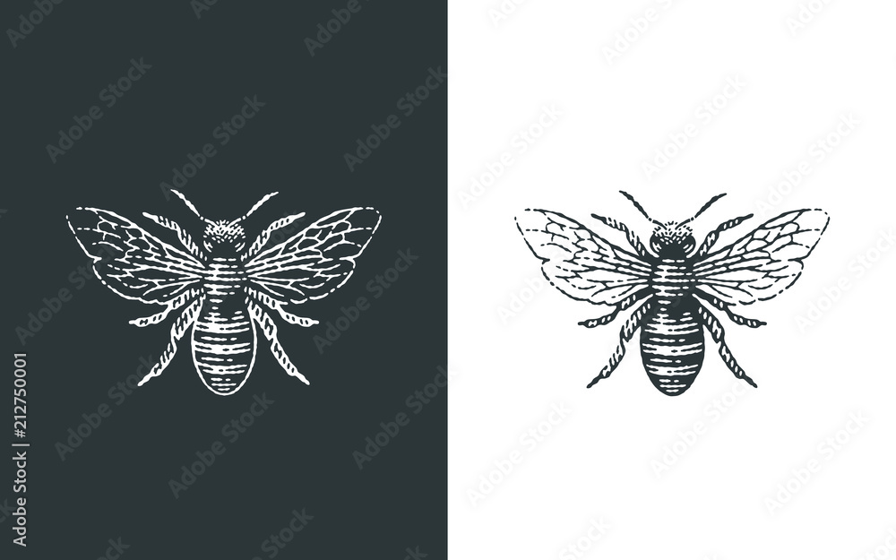 Honey bee logo. Hand drawn engraving style illustrations. - obrazy, fototapety, plakaty 