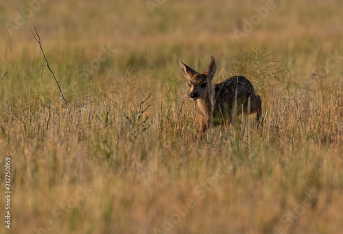 Fotografie, Obraz Mule Deer Fawn in a Meadow on a Summer Morning