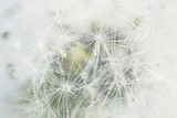 Fototapeta Dmuchawce - dandelion seeds with drops of water on a white background  close-up