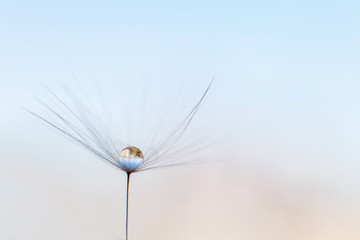 Wall Mural - a drop of water on a dandelion. dandelion on a blue background with copy space close-up