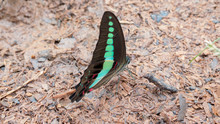 Red Spotted Purple Butterfly Feeding On Minerals