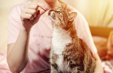 woman is feeding  cat,  cat eats from hands of girl, happy and satisfied cat with owner