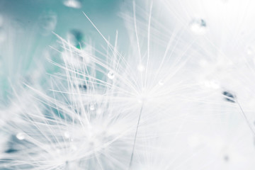 Wall Mural - dandelion seeds with drops of water on a blue background close-up