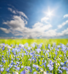 Sticker - small blue flowers under bright sun