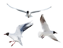 Three Flying Black Headed Gulls On White