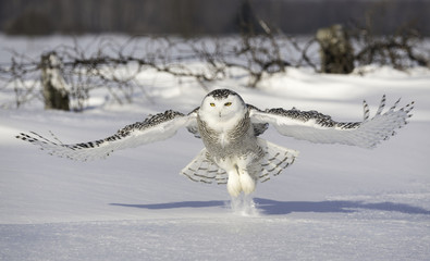 snowy owl