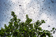 © Volodymyr Shevchuk - a bee swarm sits on a tree