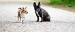 French bulldog and chihuahua with a nice pose for the camera