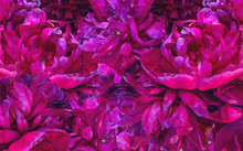 Background Filled With Magenta Peonies