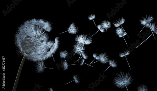 Fotografija  Dandelion seeds on black background