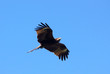 © elmina - Kite flapped his wings flying against the blue sky. A bird of the family accipitridae in flight. The concept of an animal in the wild. Horizontal image.