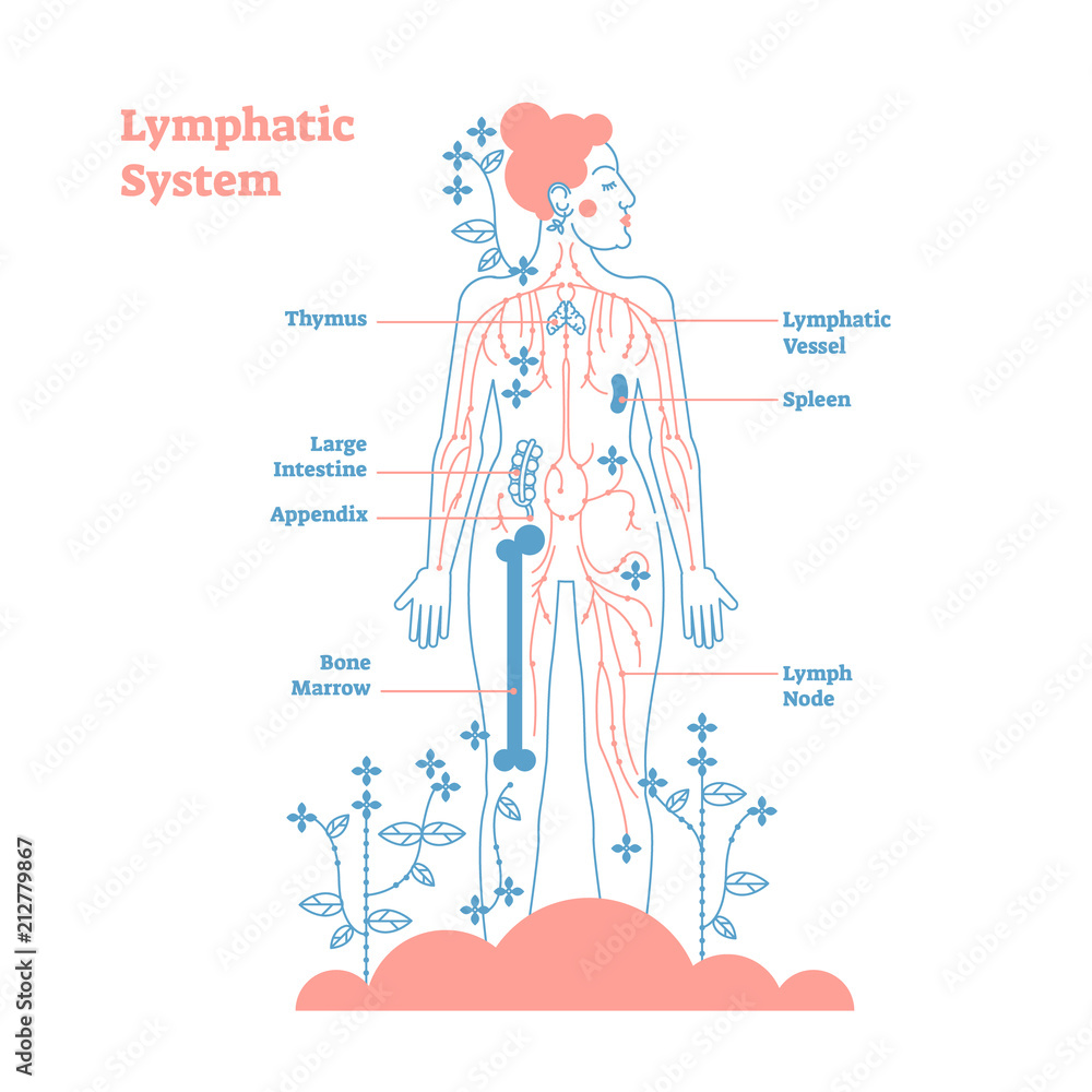 Artistic lymphatic system anatomical vector illustration diagram poster, decorative and elegant medical scheme with lymph nodes and tissue fluid circulation flow network. - obrazy, fototapety, plakaty 