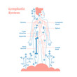 Artistic lymphatic system anatomical vector illustration diagram poster, decorative and elegant medical scheme with lymph nodes and tissue fluid circulation flow network.