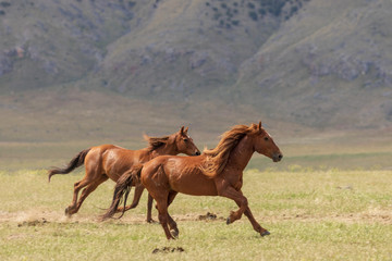 Wild Horses Running in the Utah Desert