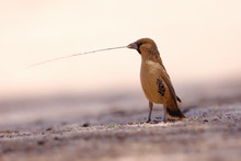 The Sociable Weaver (Philetairus Socius), Also Commonly Known As The Common Social Weaver, Common Social-weaver, And Social Weaver Sitting On The Sand. Passerine With Brown Background.