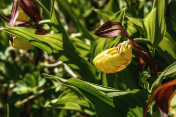 Wall Mural - orchid venus slipper flower yellow