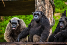 Common Chimpanzee Sitting Next .