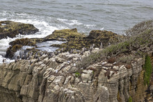 Pancake Rocks At The Pacific Ocean With Cormorants, Westcoast, New Zealand