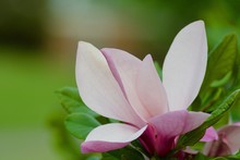 Beautiful Pink Magnolia Flowers With Green Leaves