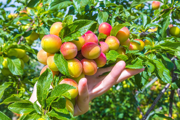 Ripe juicy alych plum berries on a tree branch at the time of harvesting, the concept of autumn harvesting, gardening, in the countryside with a copy of the space