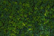Clover Leaves Dark Green For Background