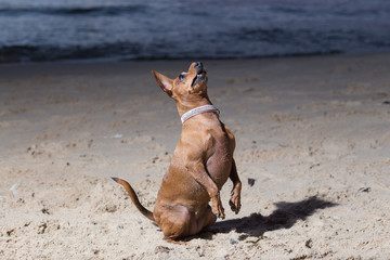 Dog sit at baltic sea. Water and waves. Nature and animal.