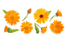 Calendula. Marigold Flower Isolated On White Background With Copy Space For Your Text. Top View. Flat Lay Pattern