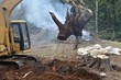 Excavator holding up tree stump